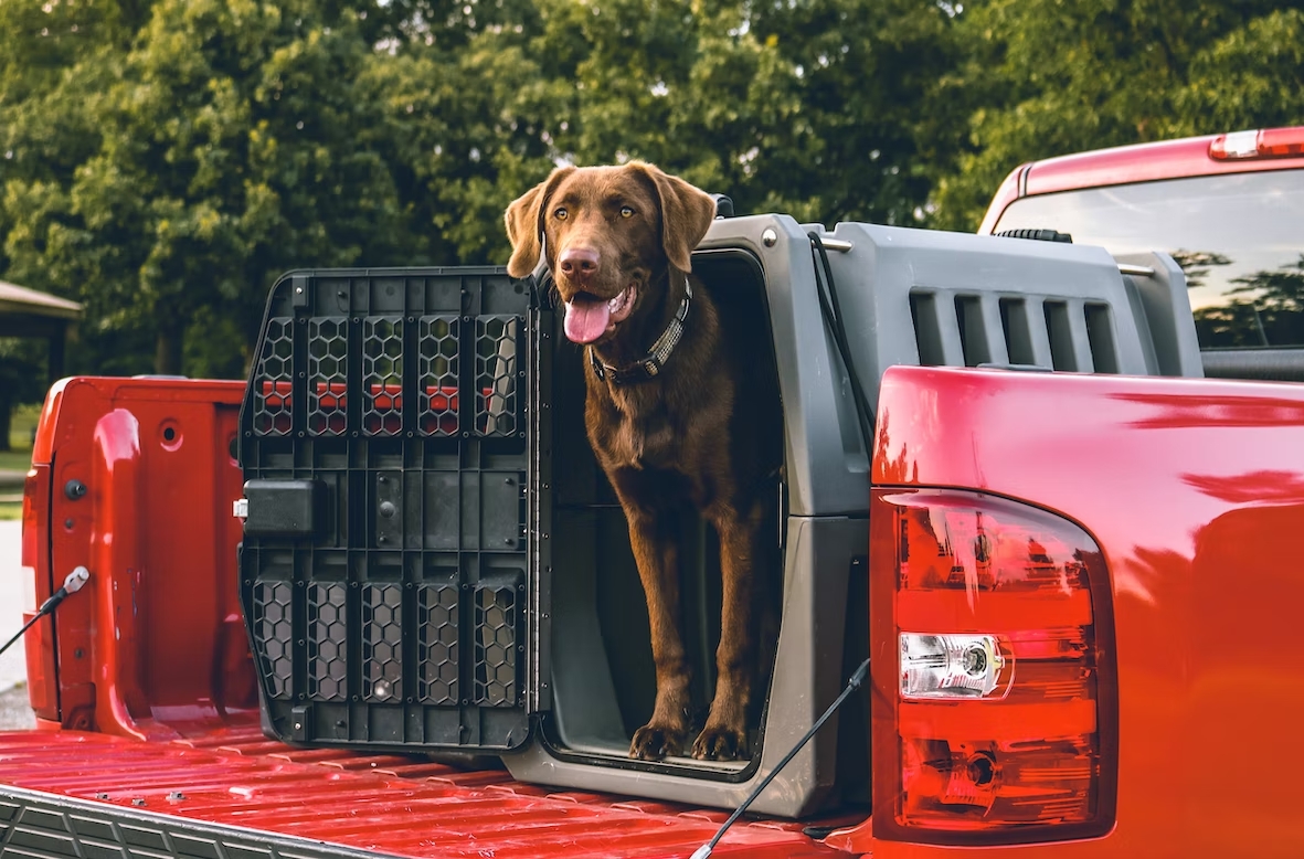 Dog sitting in a crate for pet transportation