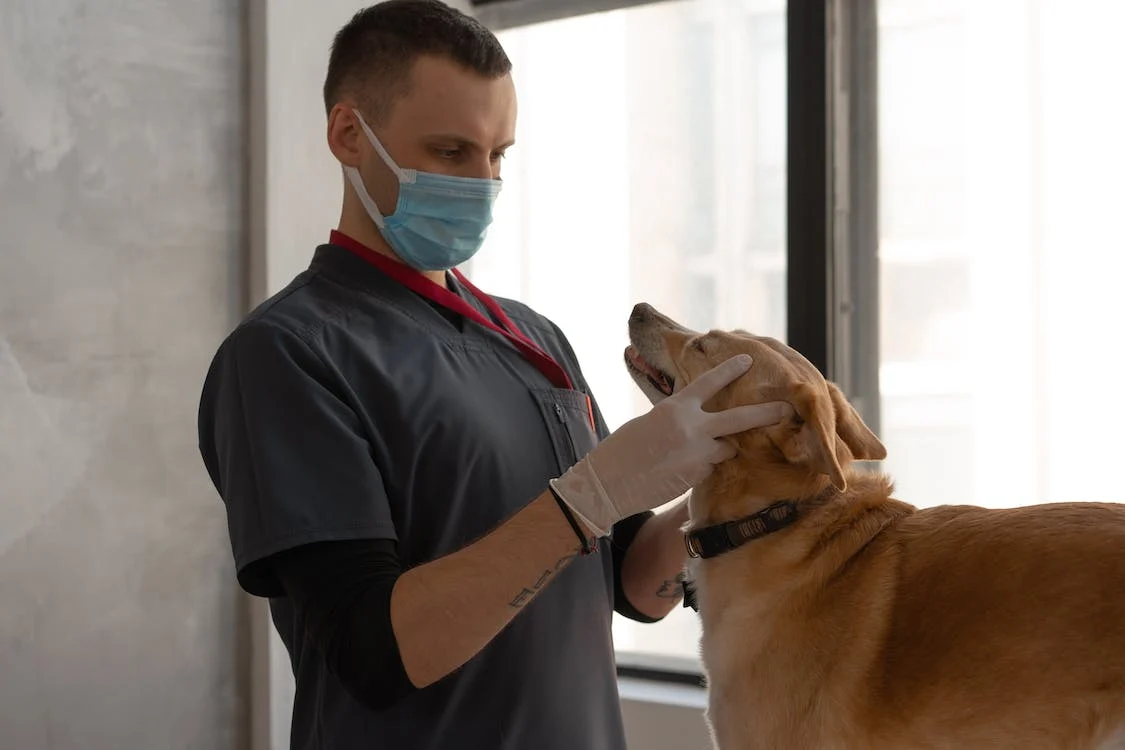 Veterinarian doing a check-up on a dog.
