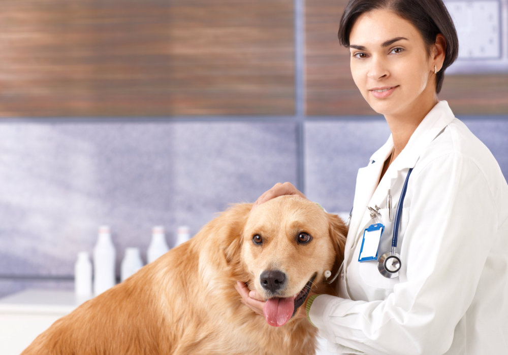 Female vet with dog at clinic