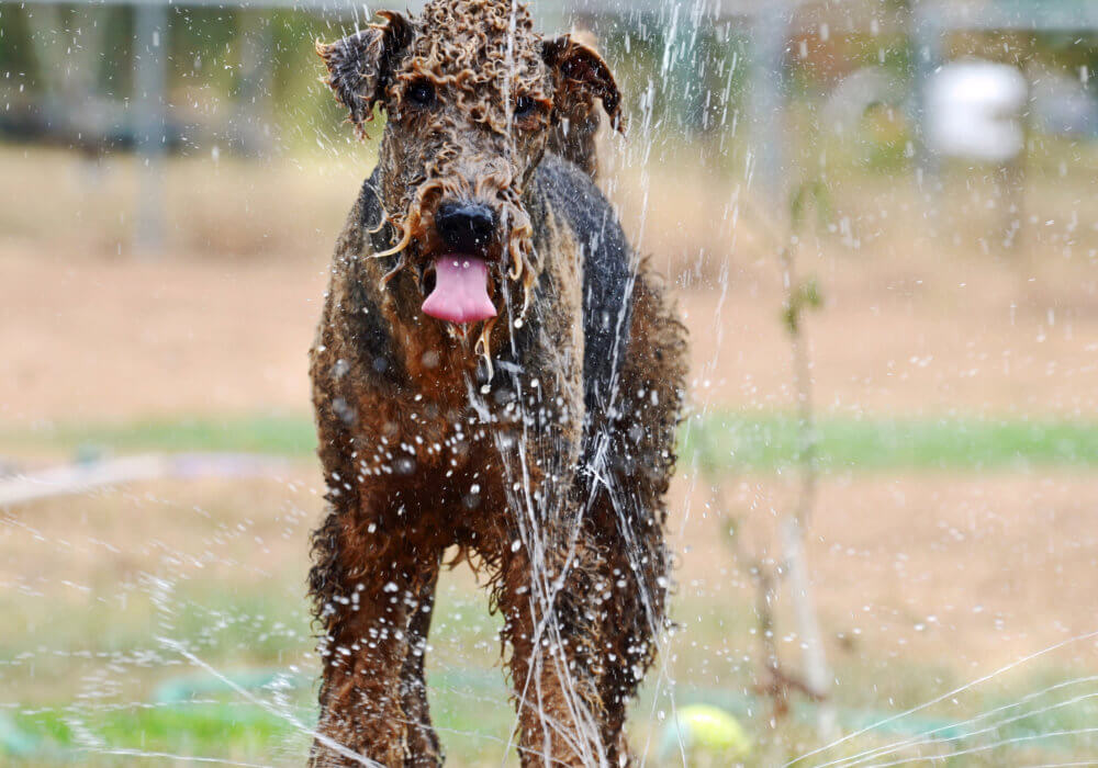 Summer Is Here …………..Here Are 7  Tips To Keep Your Pet Hydrated and Cool.