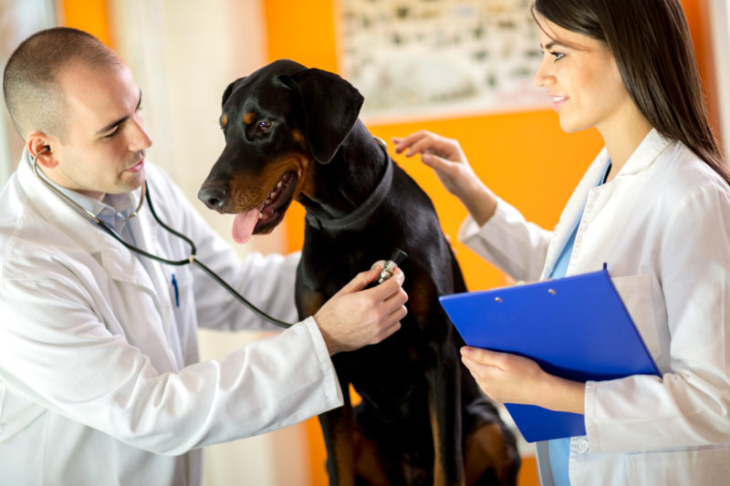 6 Surprising Ways to Help You Save on Veterinary Costs