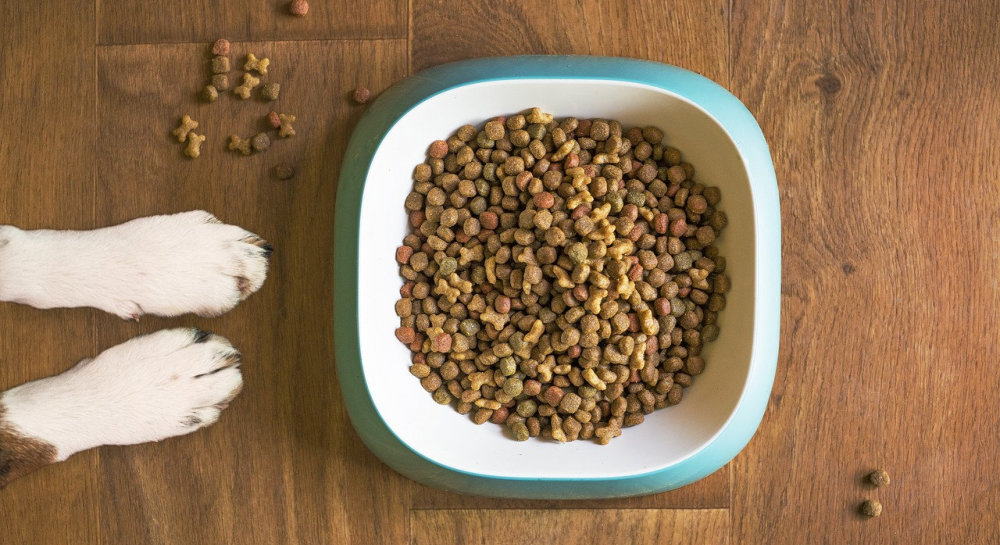 How the Right Nutrition Can Prevent Health Problems in Your Dog