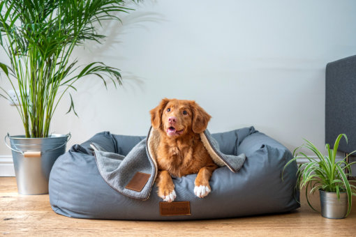 A brown dog sitting on a big grey dog bed.