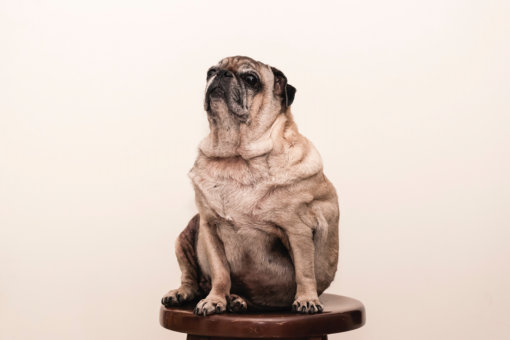 An overweight pug sitting on a stool.