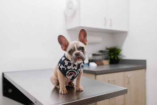 A French bulldog sits on a veterinarian's office table.
