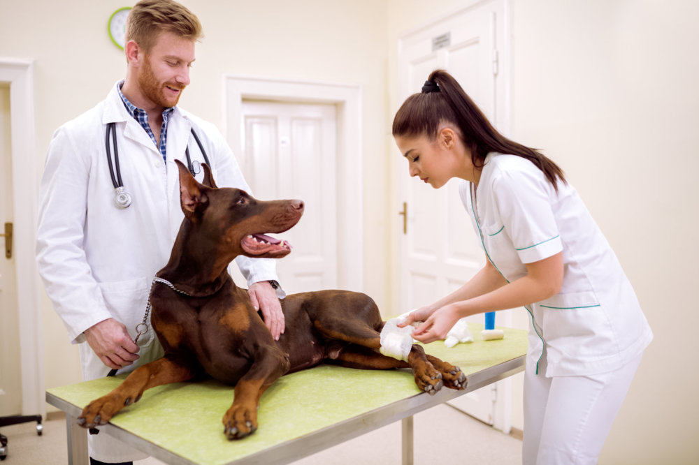 Preparing for the Unexpected: Pet Health Insurance