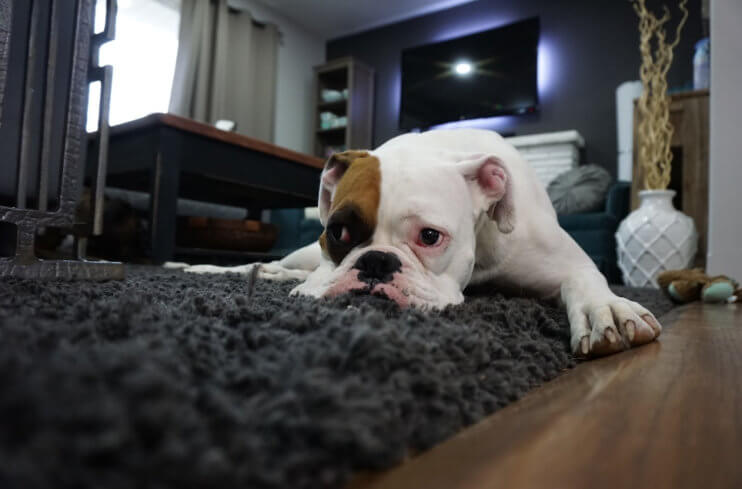 5 Warning Signs Your Dog Is Depressed