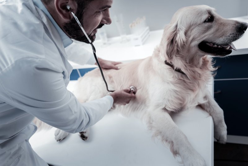 3 Deadliest Diseases of Dogs, and How to Prevent Them