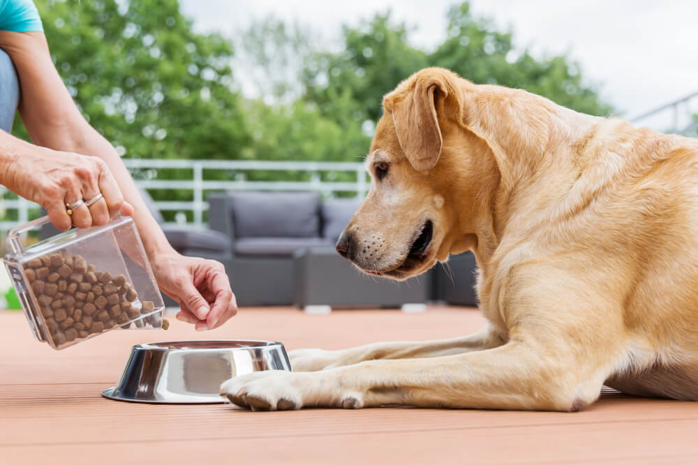 8 Surprising Food Items That Can Actually Put Your Dog’s Health in Danger