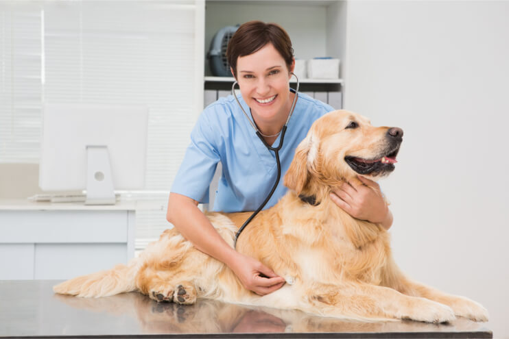 Important Reminders in Keeping Your Dog Healthy