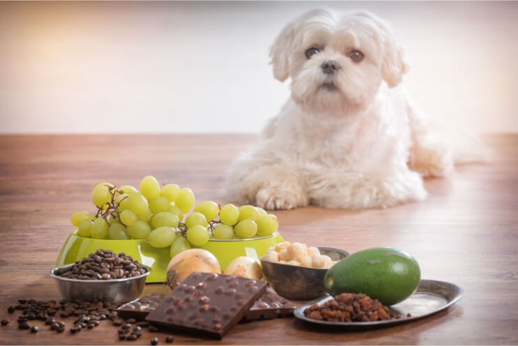 Why Chocolates Are NOT to Be Given to Your Dog