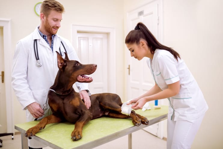Reasons Why Pet Insurance is Important for Your Beloved Companion