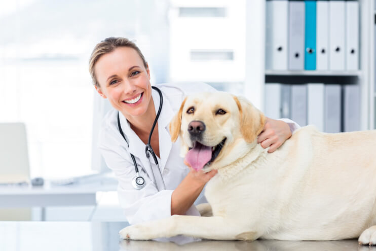 Tips That Can Help Lengthen Your Pet’s Life