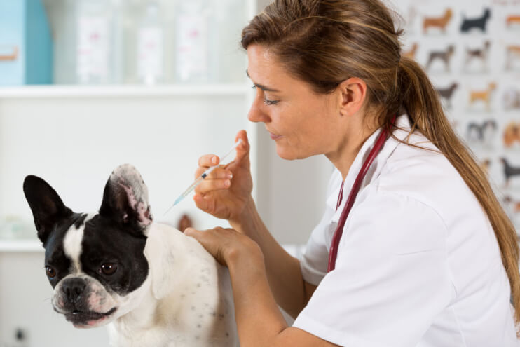 Coverage Areas Your Pet Insurance Policy Should Include