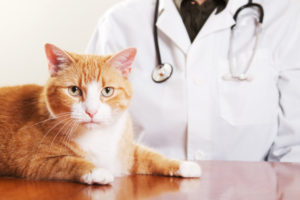 Cut Costs with The Insured Pet: Saving on Cat Insurance in Manhattan
