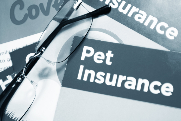 Considerations to Keep in Mind When Looking for Pet Insurance