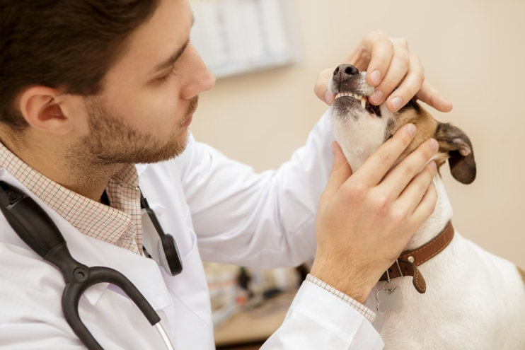 A Guide to Changing Pet Insurance
