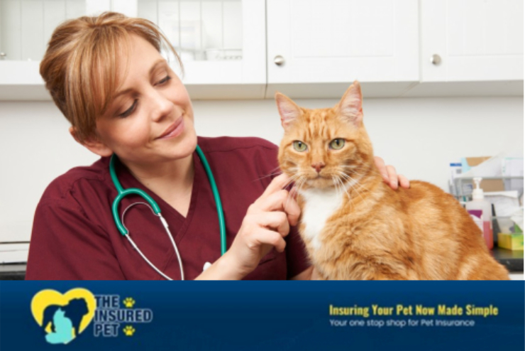 How to Find the Best Pet Insurance in New York?