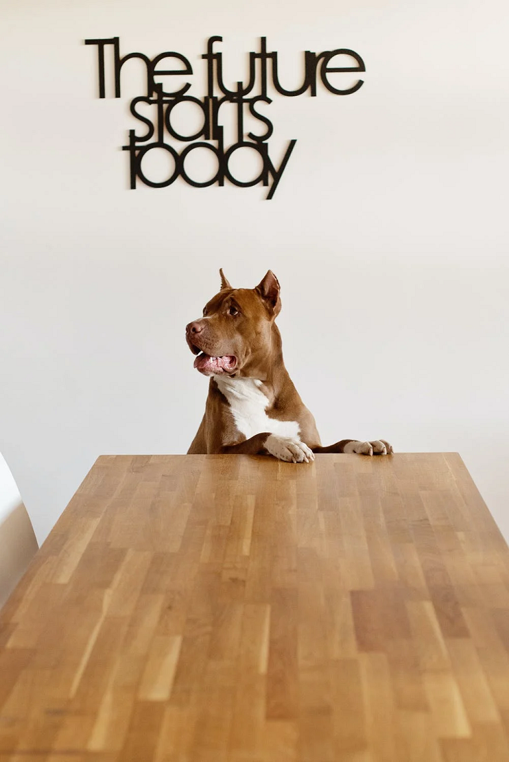 Quick Tips on Getting Your Business Up and Running While Adopting a Pet