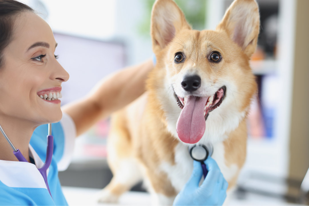 Dog Insurance in New York City to Help Cover Expenses