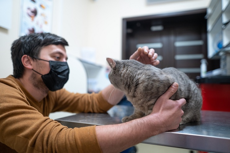 Securing the Health and Well-being of Your Feline Companion: Cat Insurance in Manhattan