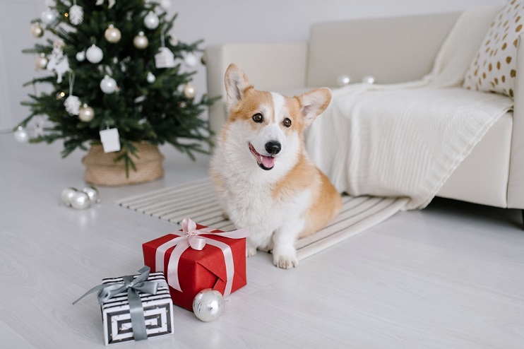 7 Ways To Make Your Dog Happy for Holidays!