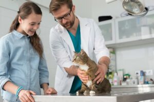 Navigating Cat Insurance in New York City with The Insured Pet