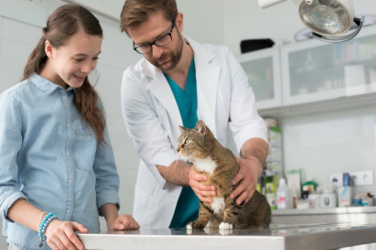 Insurance for Your Cat? Here’s Why You Need It!