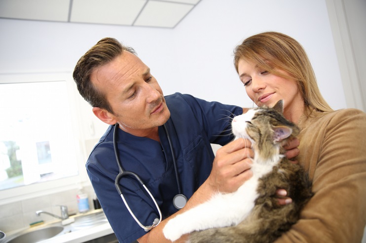 Pet Insurance for Cats:  When is the Best Time to Buy Insurance?