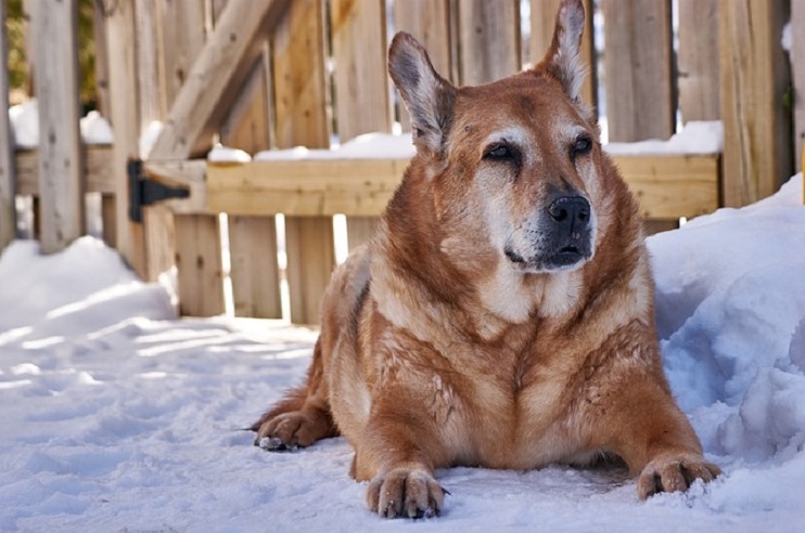 Things to Think About When Keeping Your Dog Safe in Winter