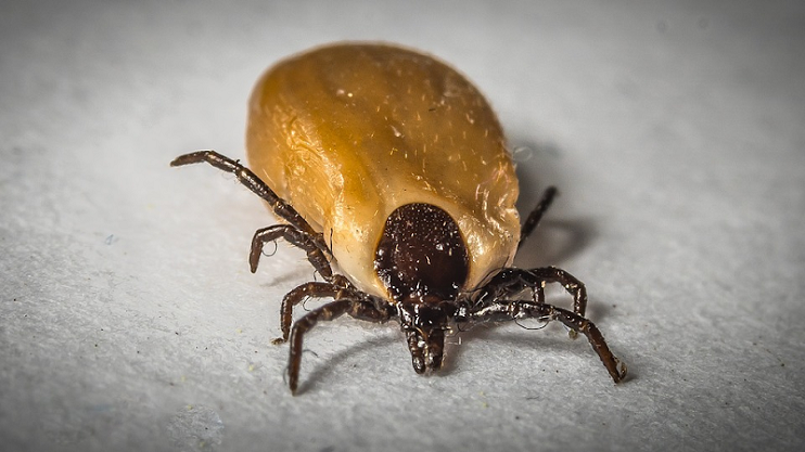 Ticks In Dogs: Identification, Removal & Prevention
