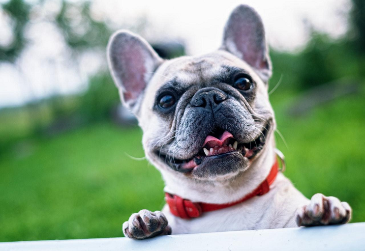 How to Snap the Cutest Photos of Your Pup for Instagram