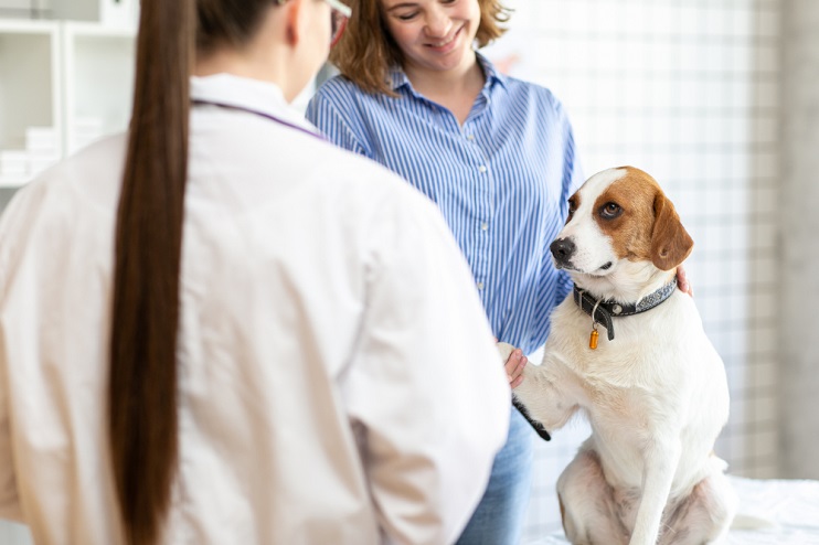 Find Everything You Need to Know About Pet Insurance in New York at The Insured Pet
