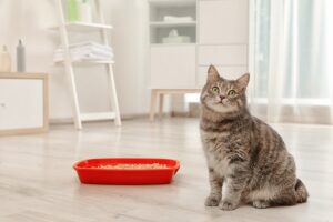 How to Save Money on Cat Insurance in New York City with The Insured Pet