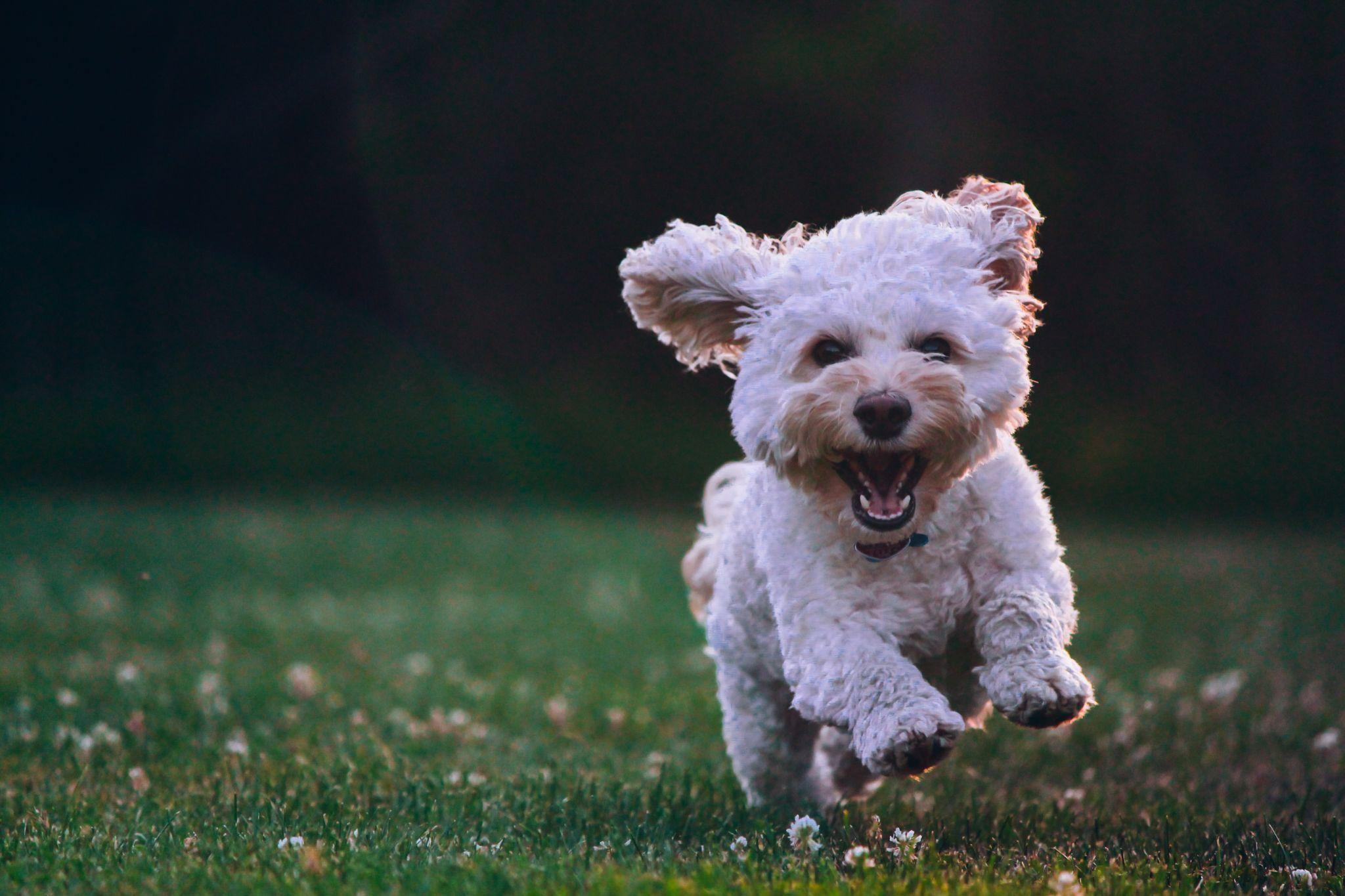 8 Tips To Help Your Dog Stay Healthy And Happy