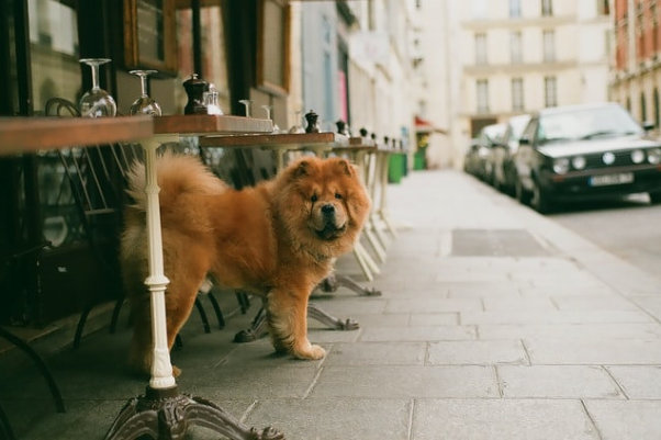 dog in a restaurant