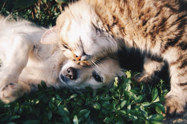 orange cat beside a puppy