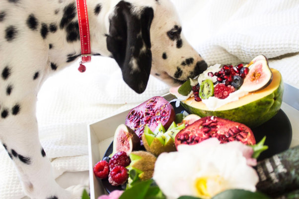 Doggy Dieting: 8 Healthy Human Foods for Dogs