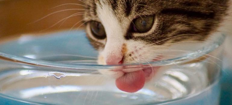 A kitten drinking water from a bowl.