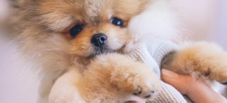 A Pomeranian in a dog sweater.