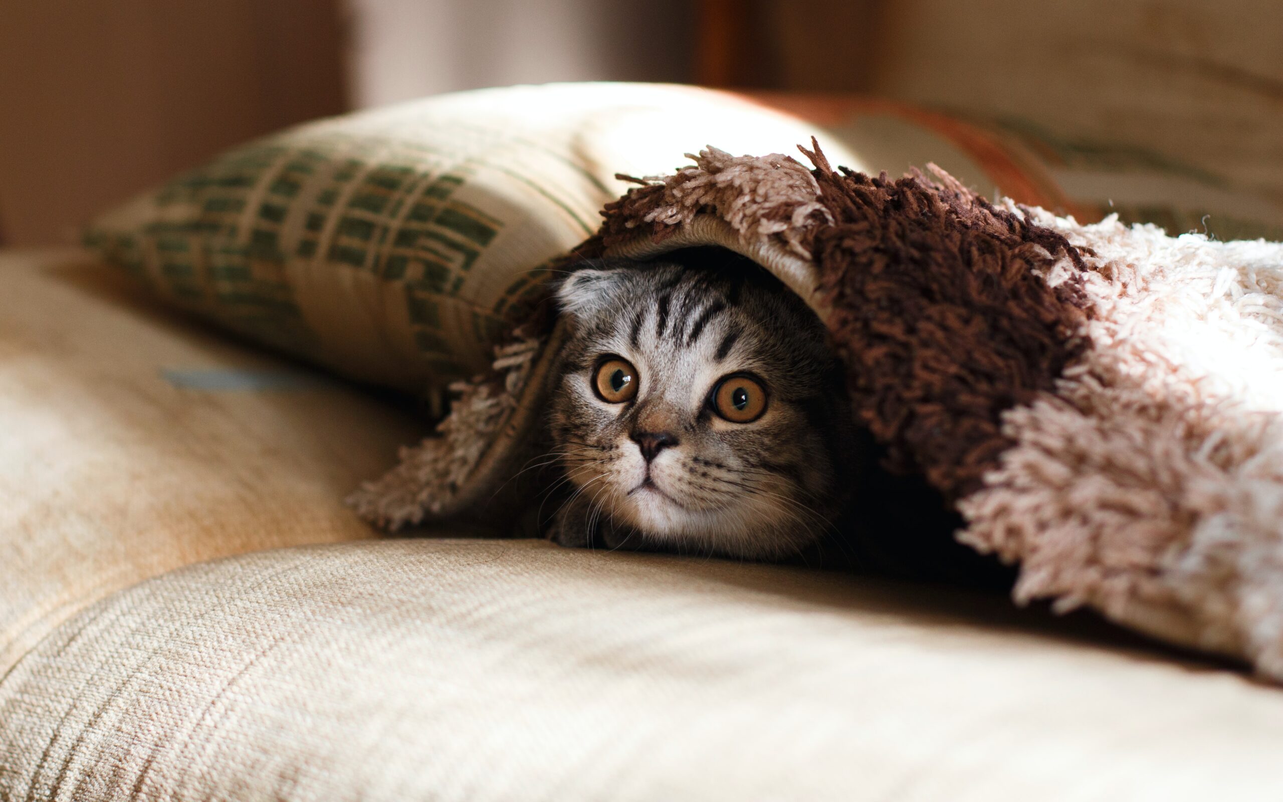 A grey cat hiding under a blanket.